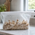 Cómo cultivar tu propio pan de setas: guía para principiantes